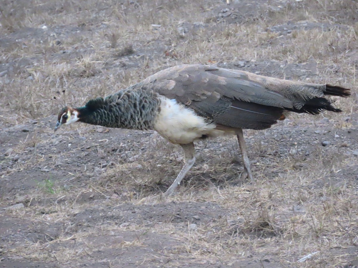 Pfau (domestiziert) - ML642340929