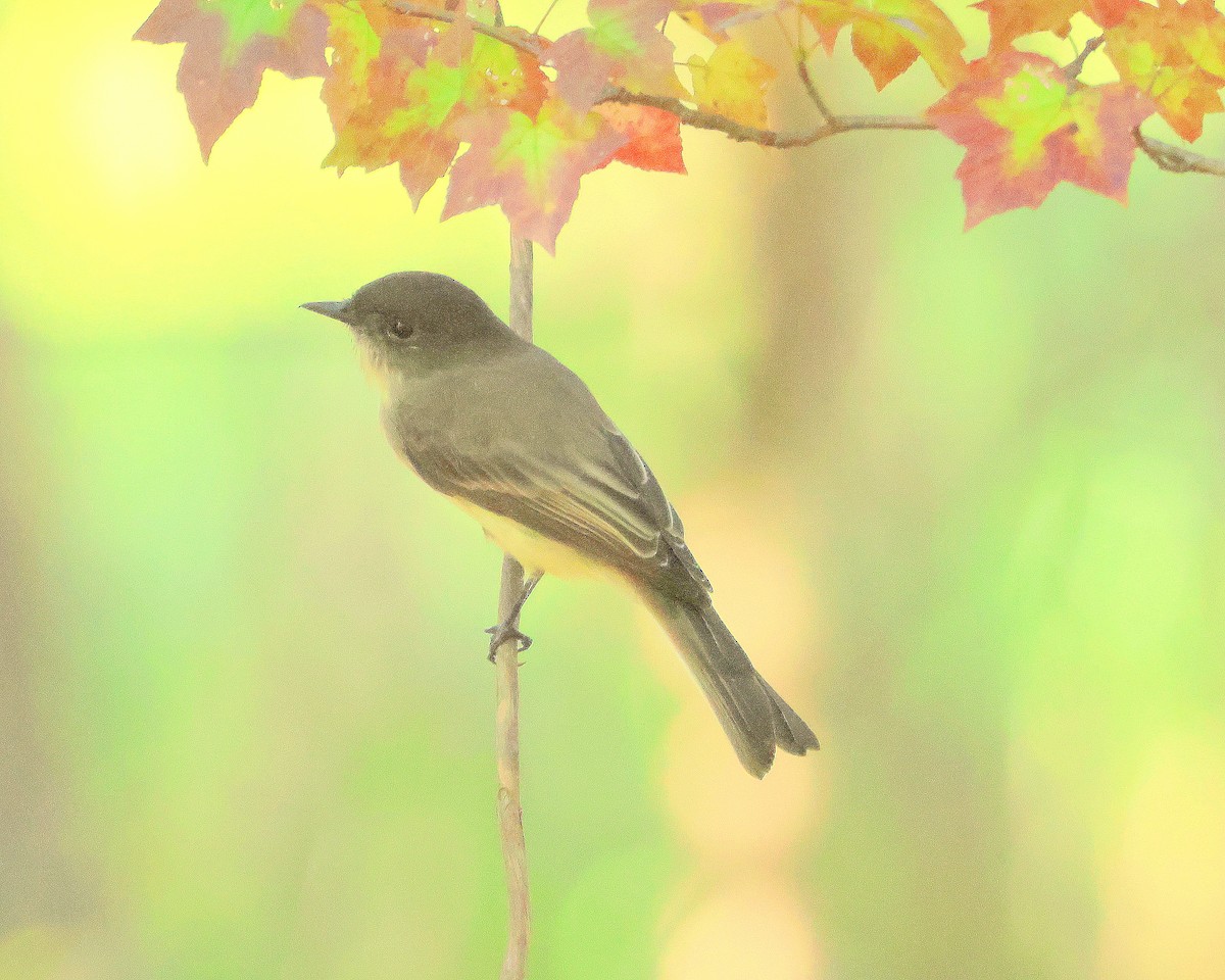 Eastern Phoebe - ML642340939