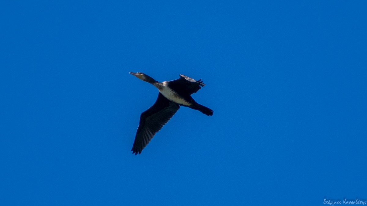 Grand Cormoran - ML642340943