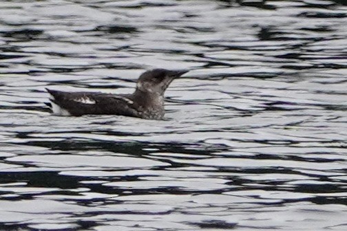 Guillemot marbré - ML642340959