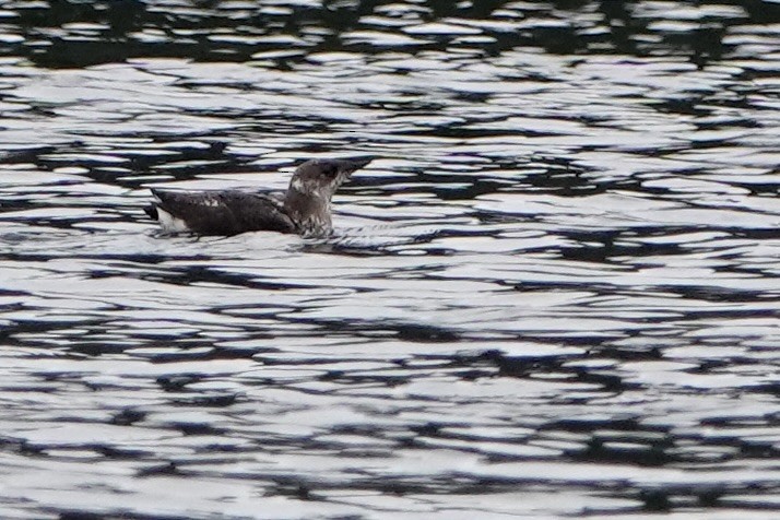 Guillemot marbré - ML642340960