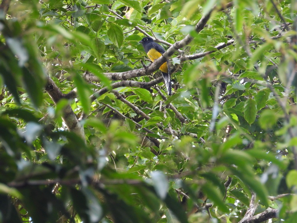 Trogon pattu - ML642340966