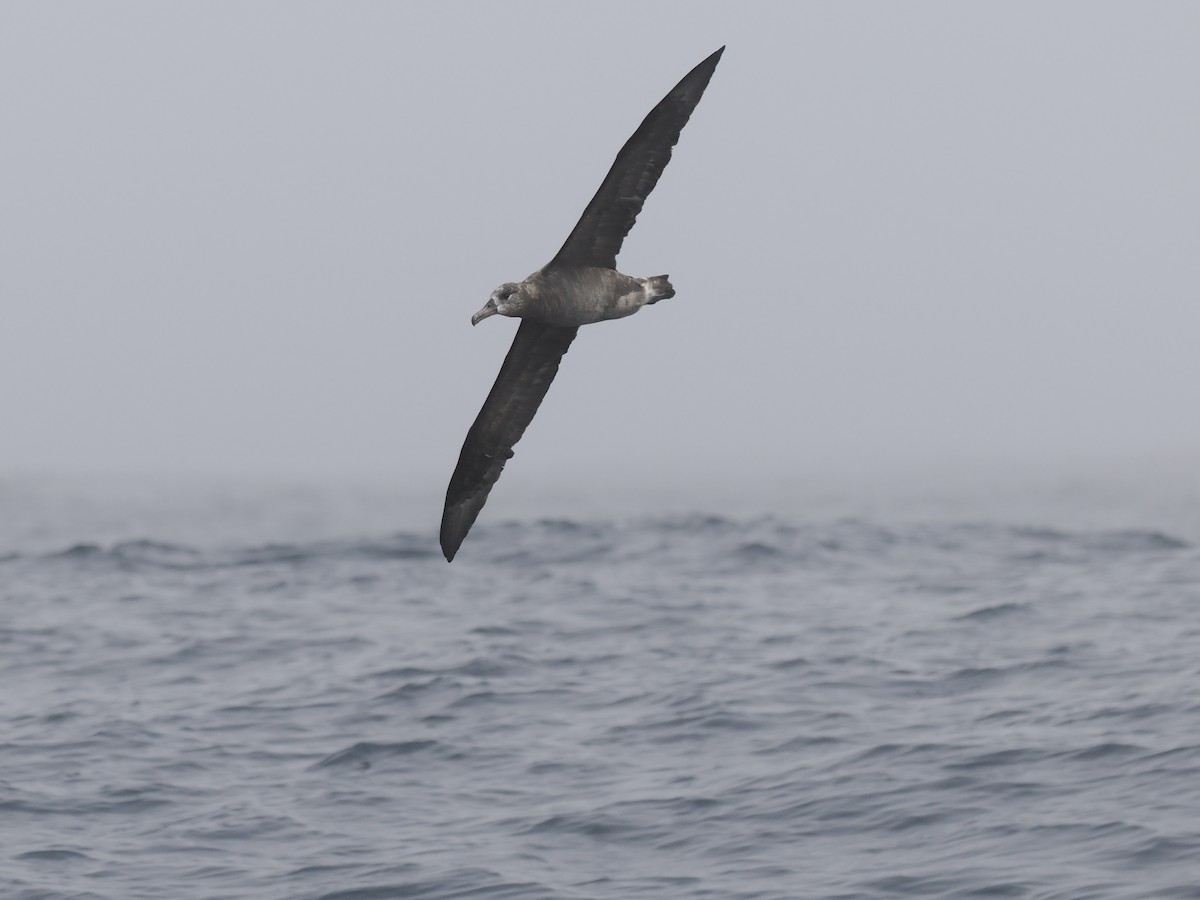 Albatros à pieds noirs - ML642340969