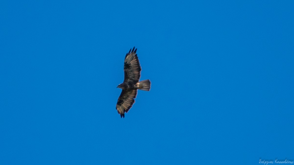 Buse variable - ML642340970