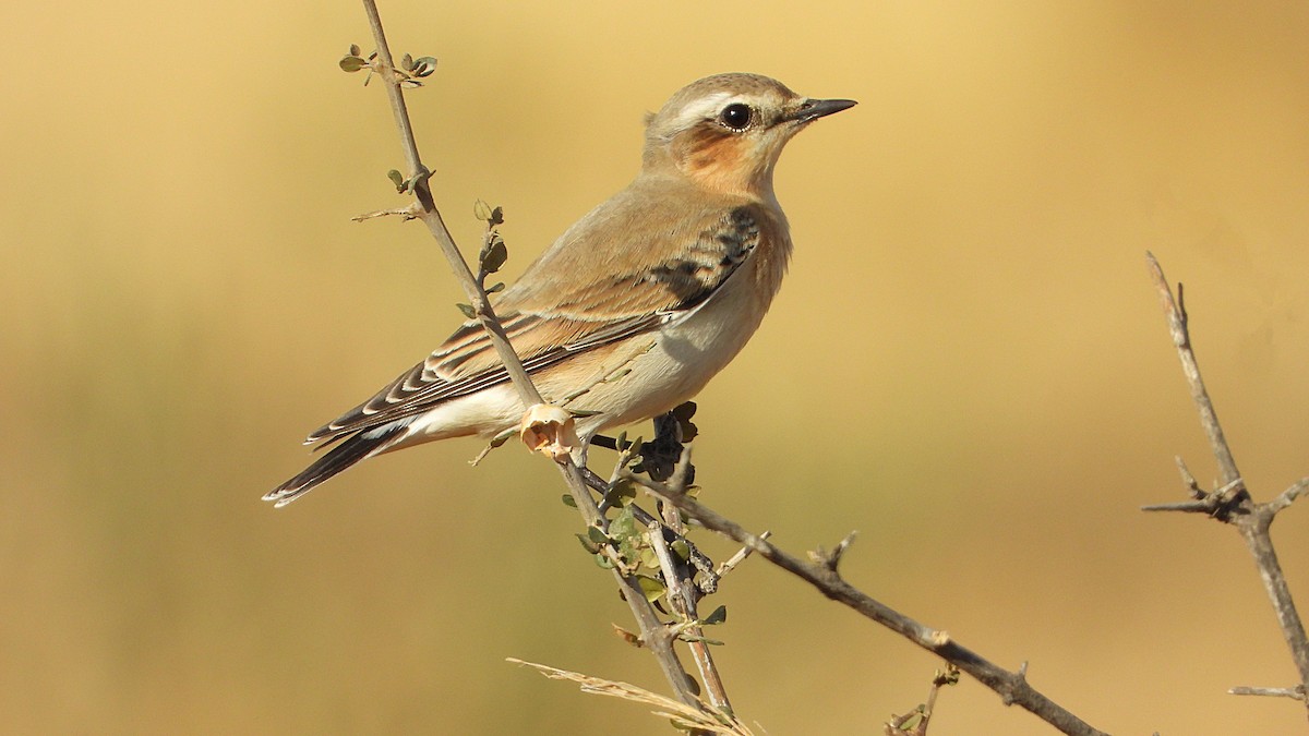 Northern Wheatear - ML642340991