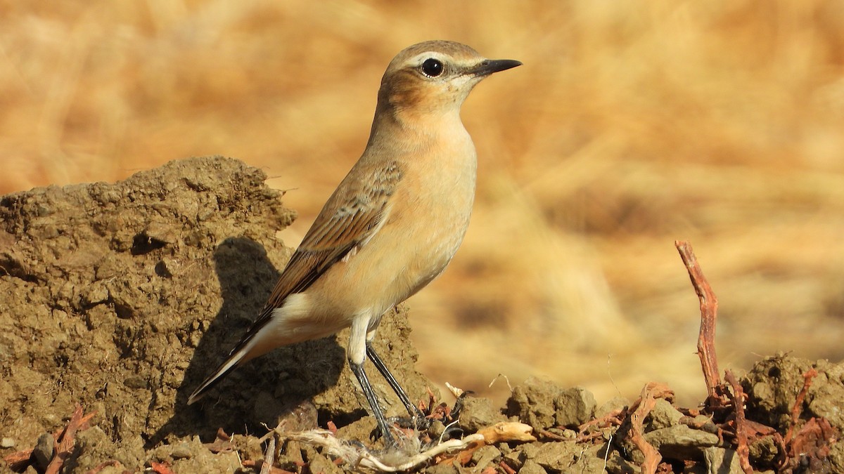 Northern Wheatear - ML642340998
