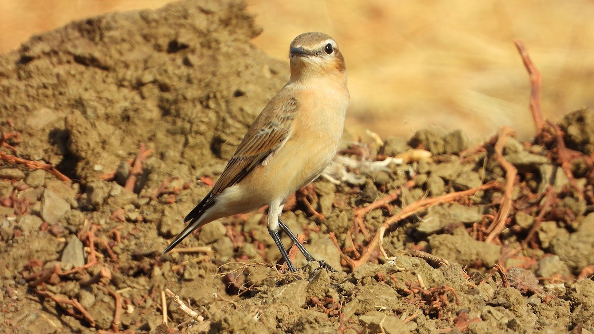 Northern Wheatear - ML642341005