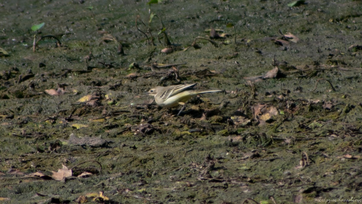 Western Yellow Wagtail - ML642341009