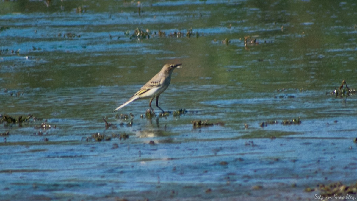 Western Yellow Wagtail - ML642341010
