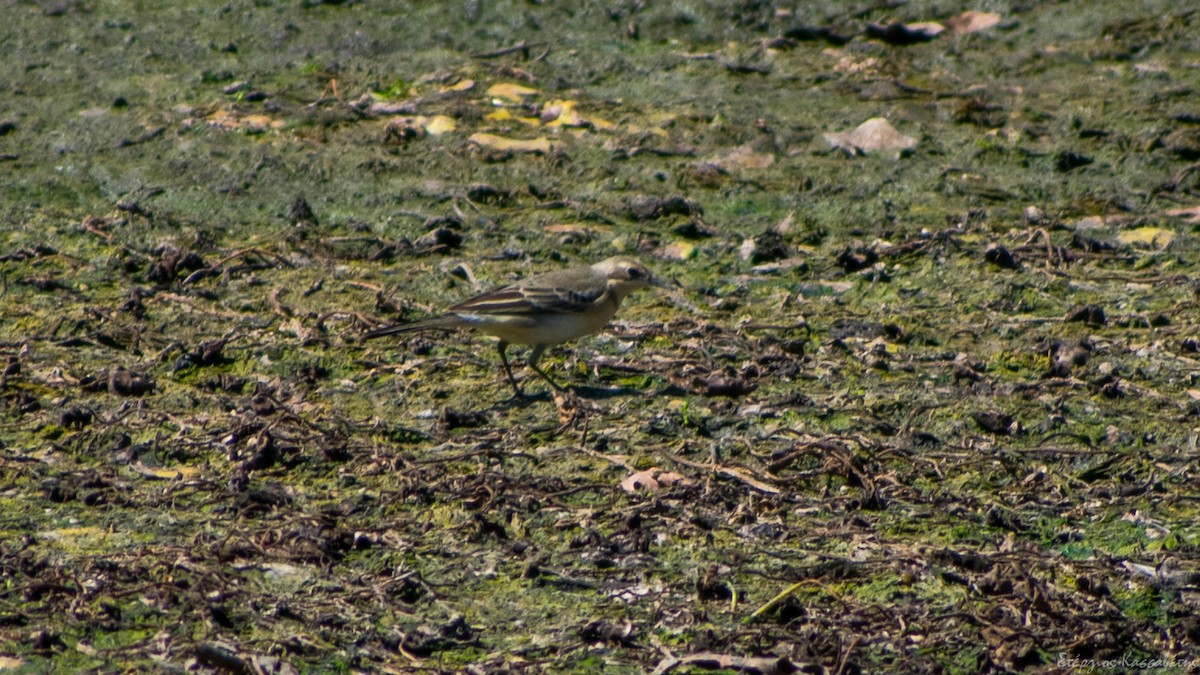 Western Yellow Wagtail - ML642341011