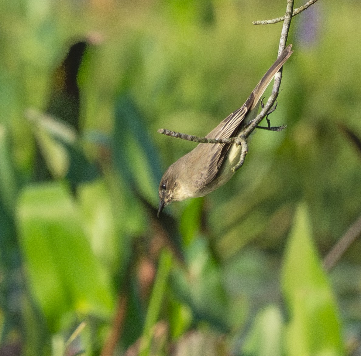 Eastern Phoebe - ML642341017