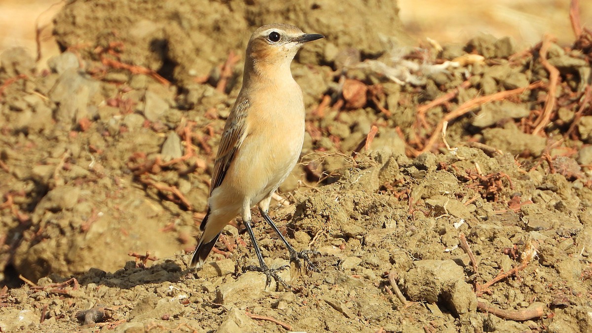 Northern Wheatear - ML642341018