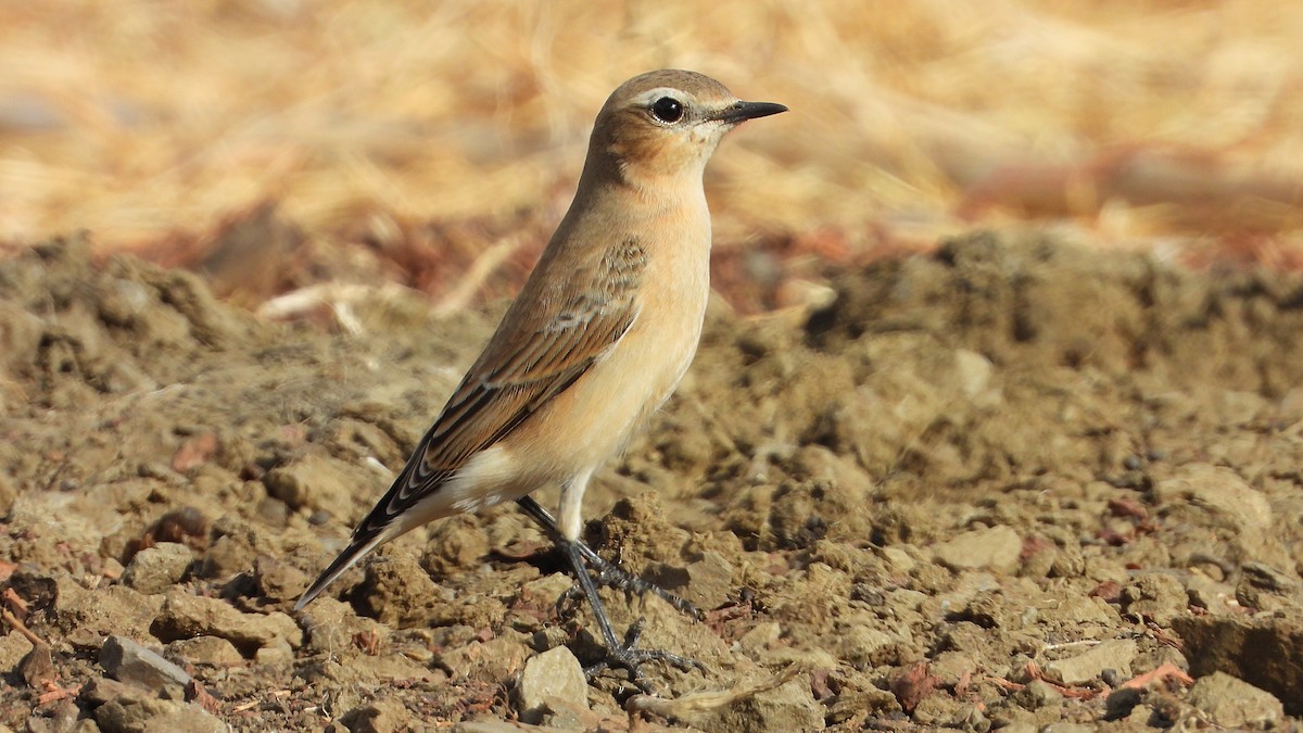Northern Wheatear - ML642341019
