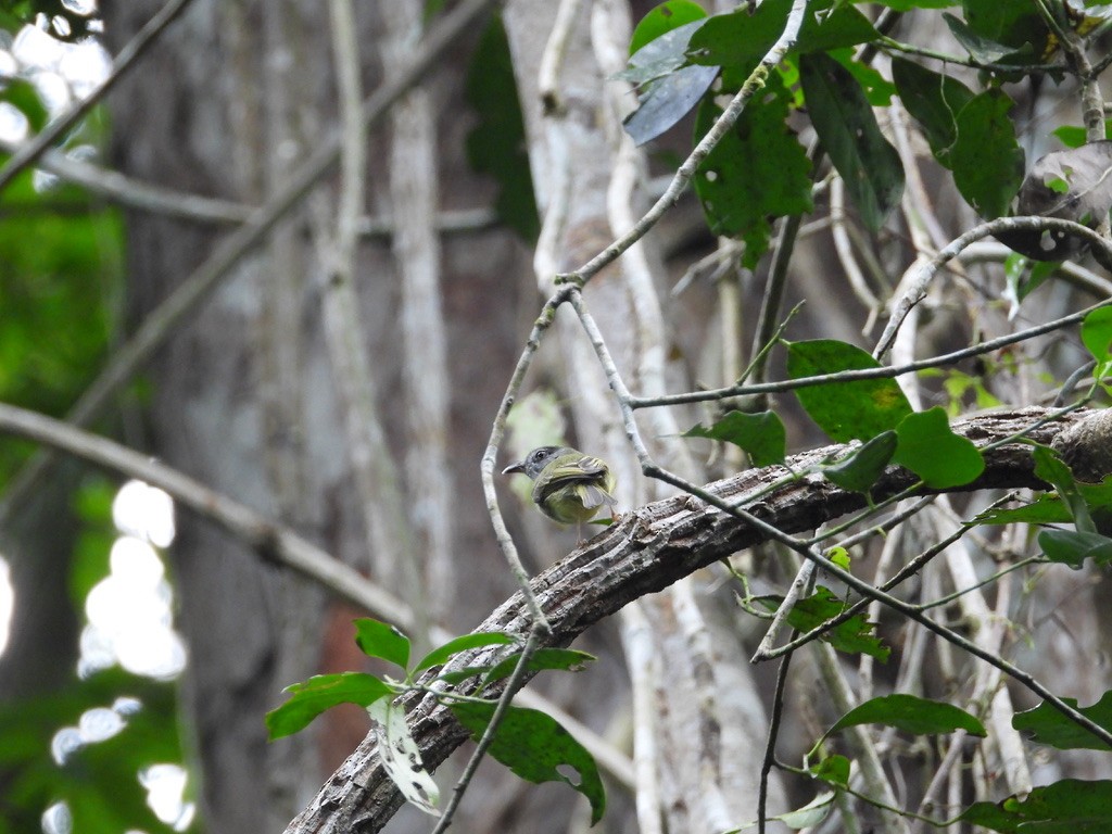 Northern Bentbill - ML642341021