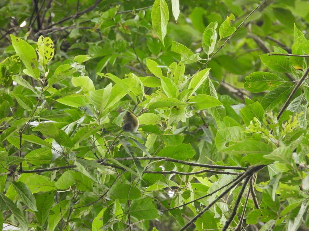 Lesser Greenlet - ML642341034