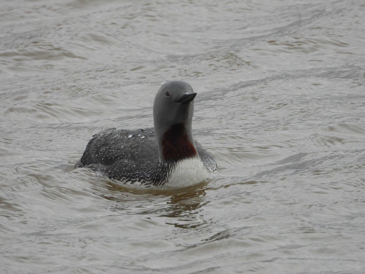 Red-throated Loon - ML642341043