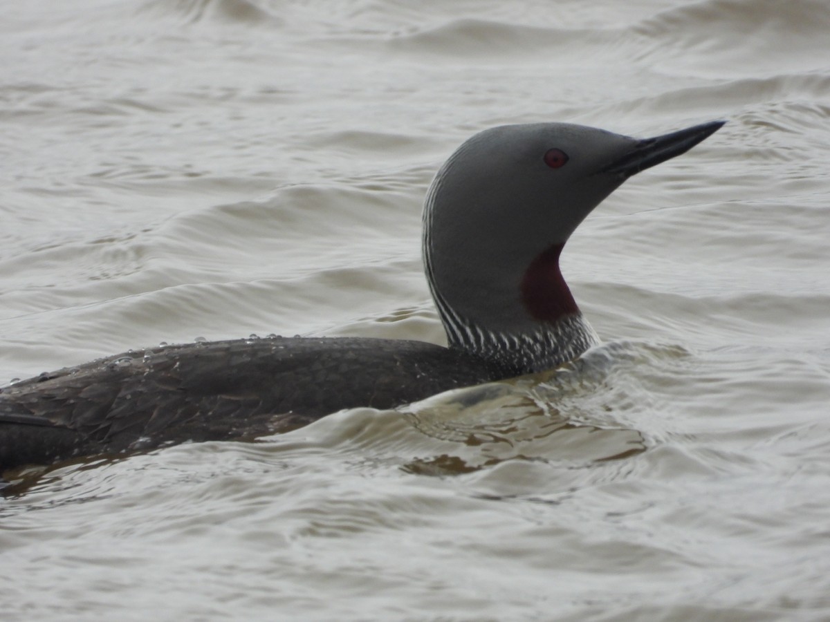 Red-throated Loon - ML642341045