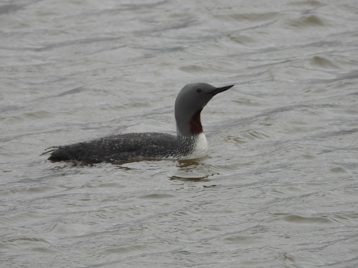 Red-throated Loon - ML642341051