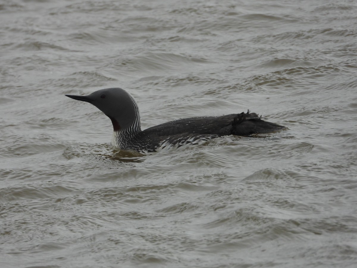 Red-throated Loon - ML642341052