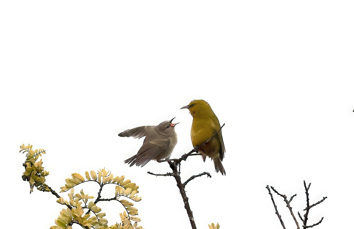 ハワイミツスイ（virens） - ML642341055