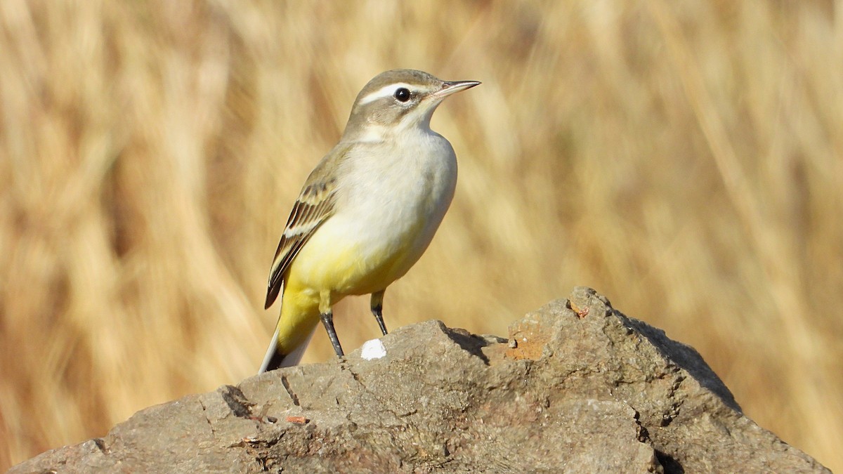 Western Yellow Wagtail - ML642341067