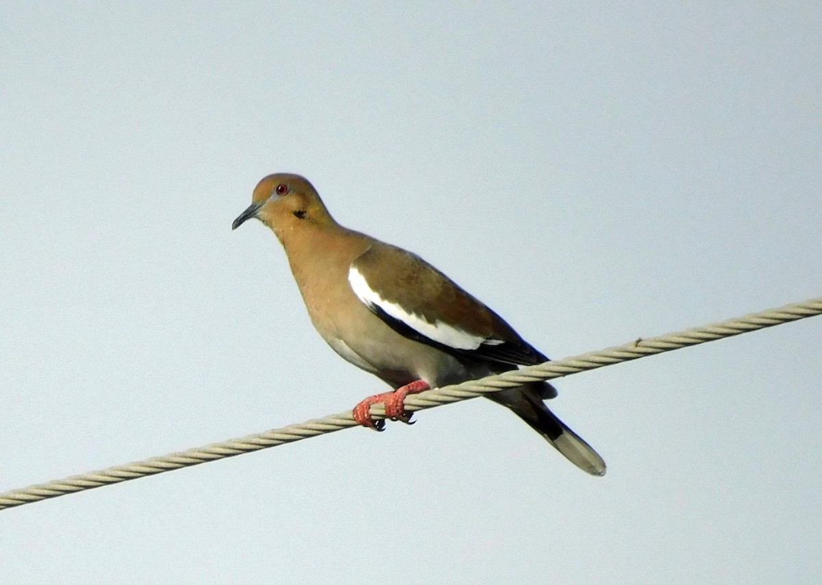 White-winged Dove - ML642341070