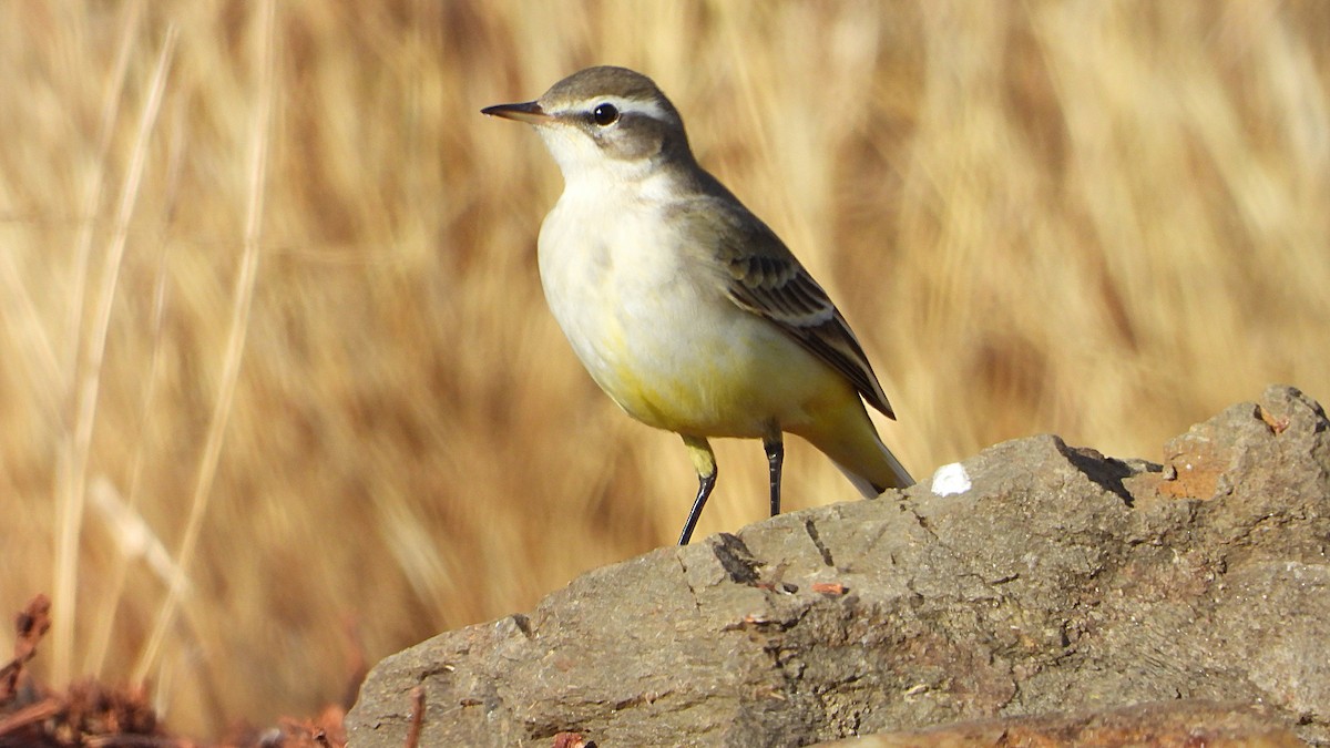 Western Yellow Wagtail - ML642341074
