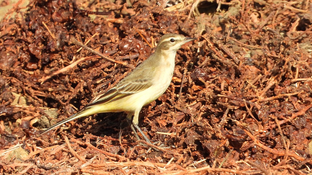 Western Yellow Wagtail - ML642341087