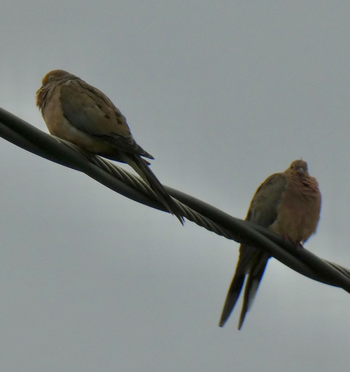 Mourning Dove - ML642341102