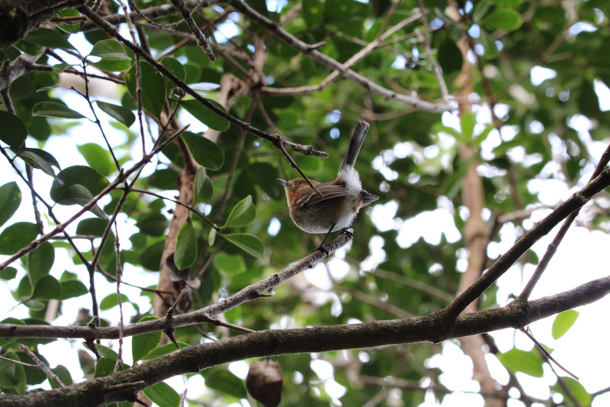 Kauai Elepaio - ML642341108