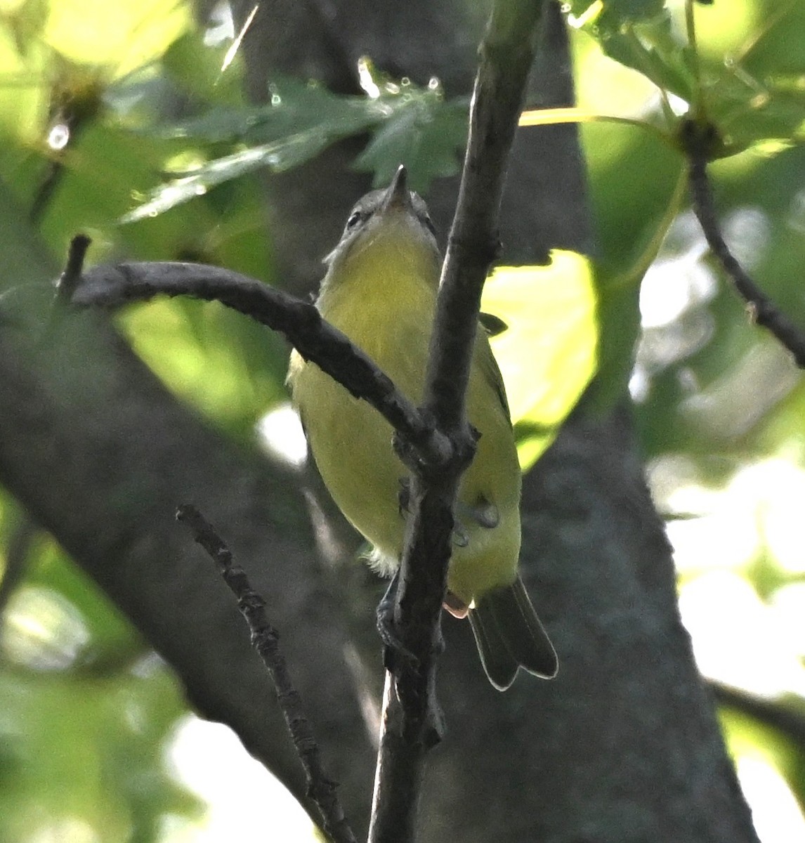 Philadelphia Vireo - ML642341113