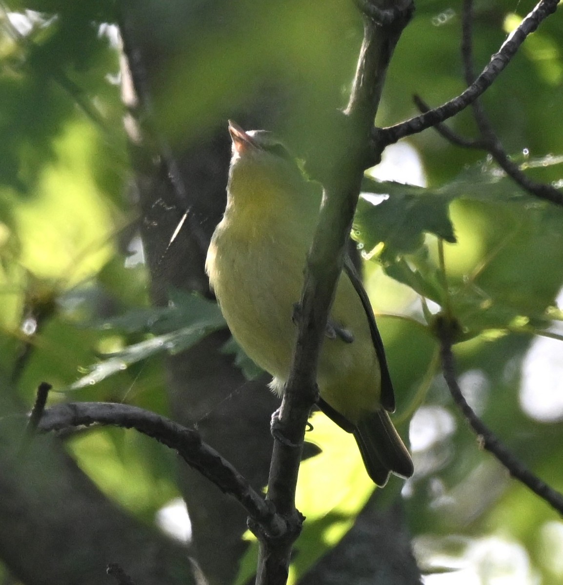 Philadelphia Vireo - ML642341118