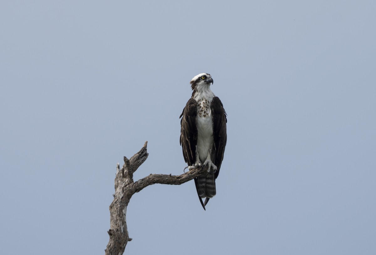 Osprey - ML642341125