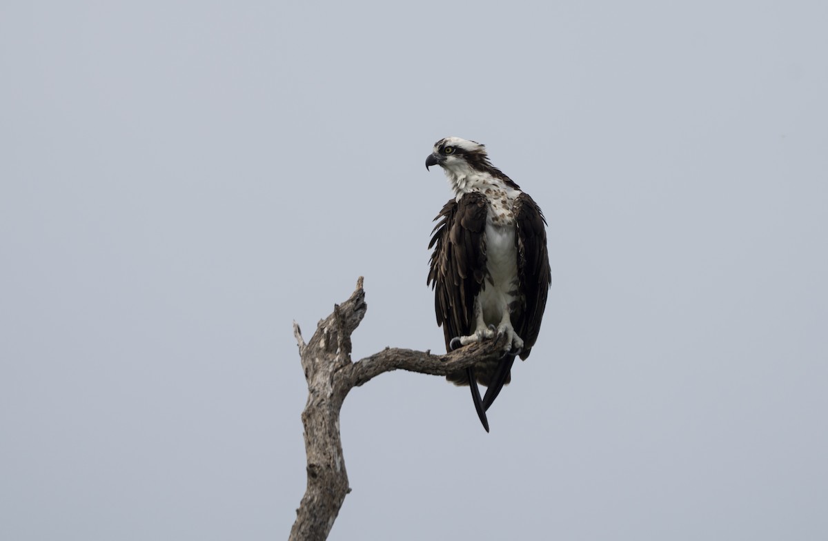 Osprey - ML642341129