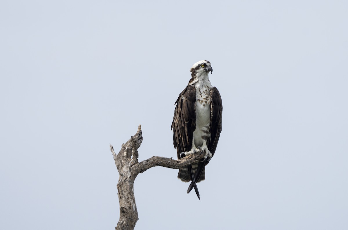 Osprey - ML642341132