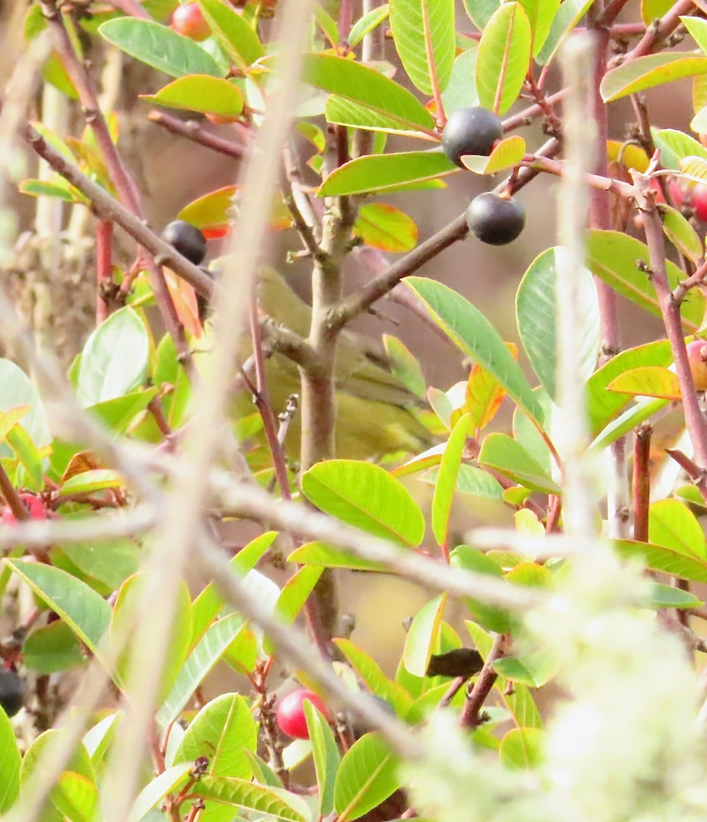 Orange-crowned Warbler - ML642341187