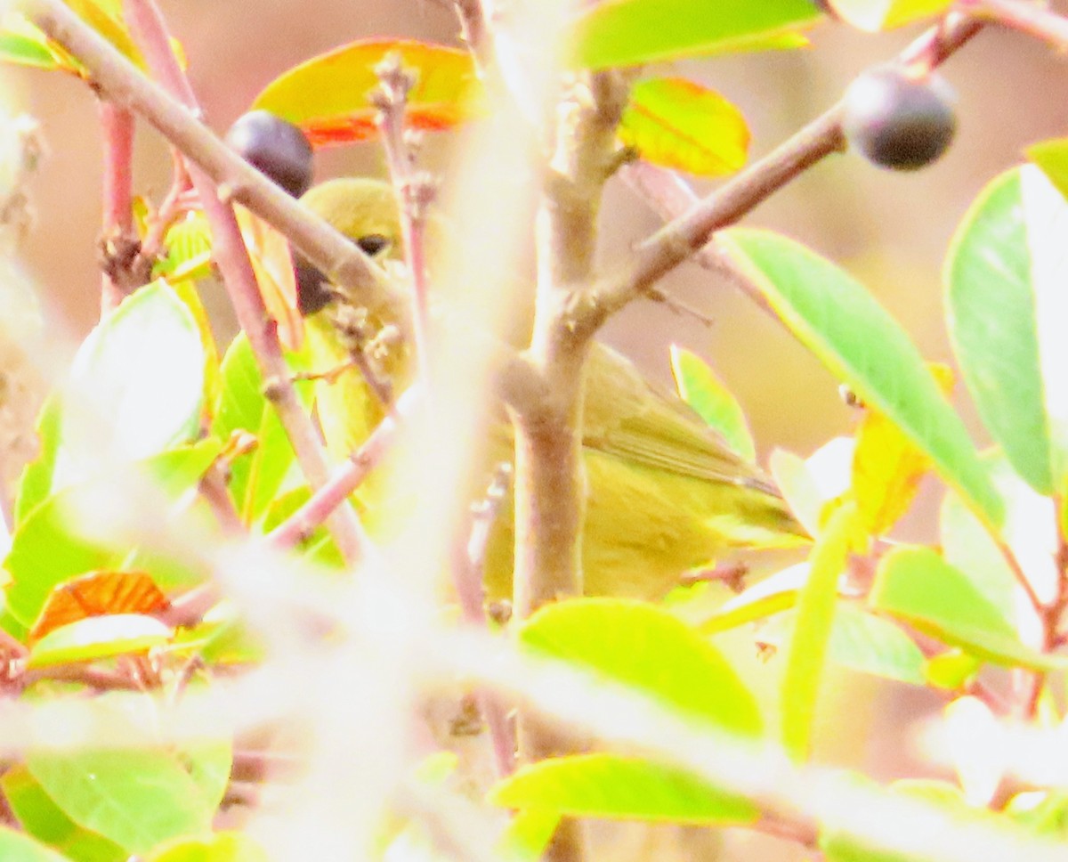 Orange-crowned Warbler - ML642341188