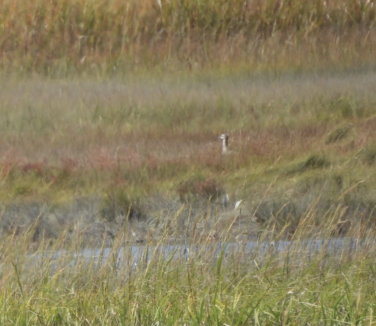 Whimbrel - ML642341190