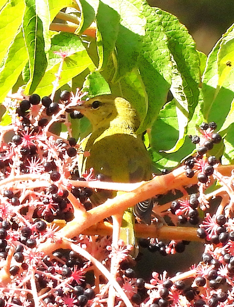 Tennessee Warbler - ML642341194