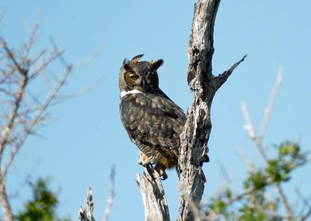 Great Horned Owl - ML642341198