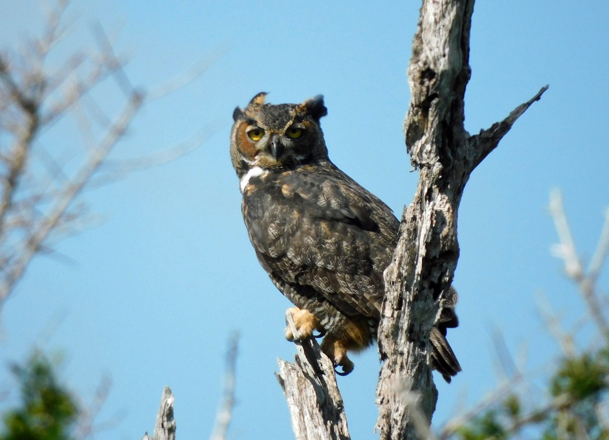 Great Horned Owl - ML642341199