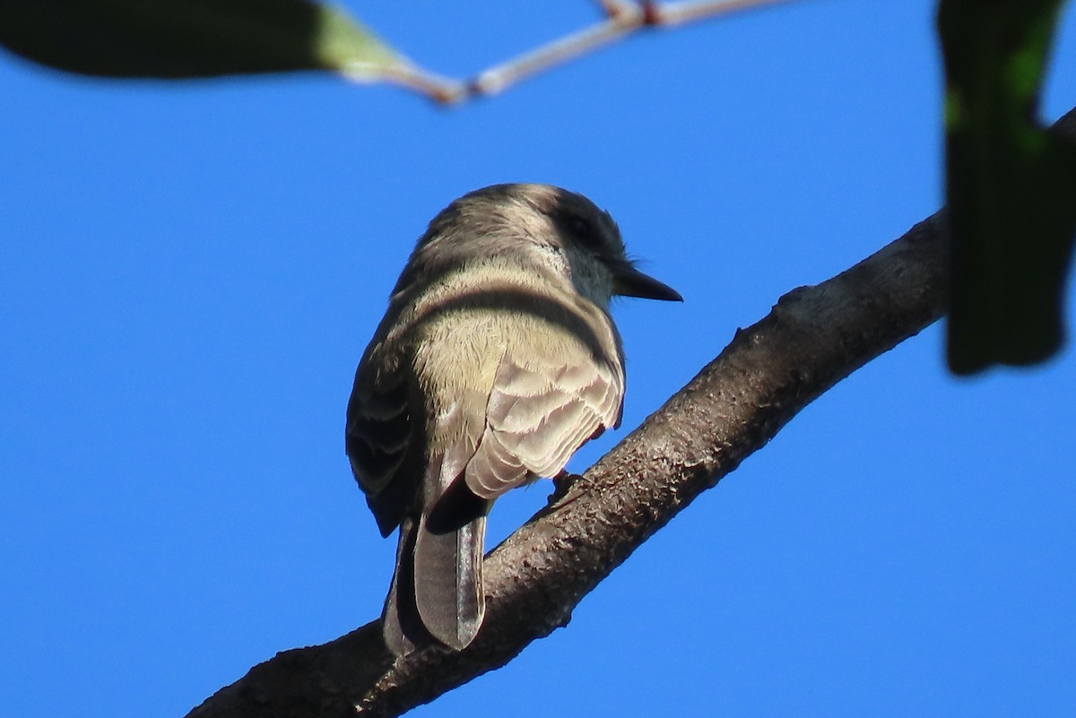 Vermilion Flycatcher - ML642341221