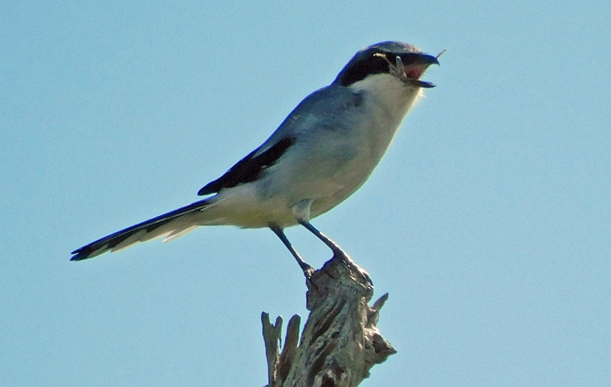 Pie-grièche migratrice - ML642341237
