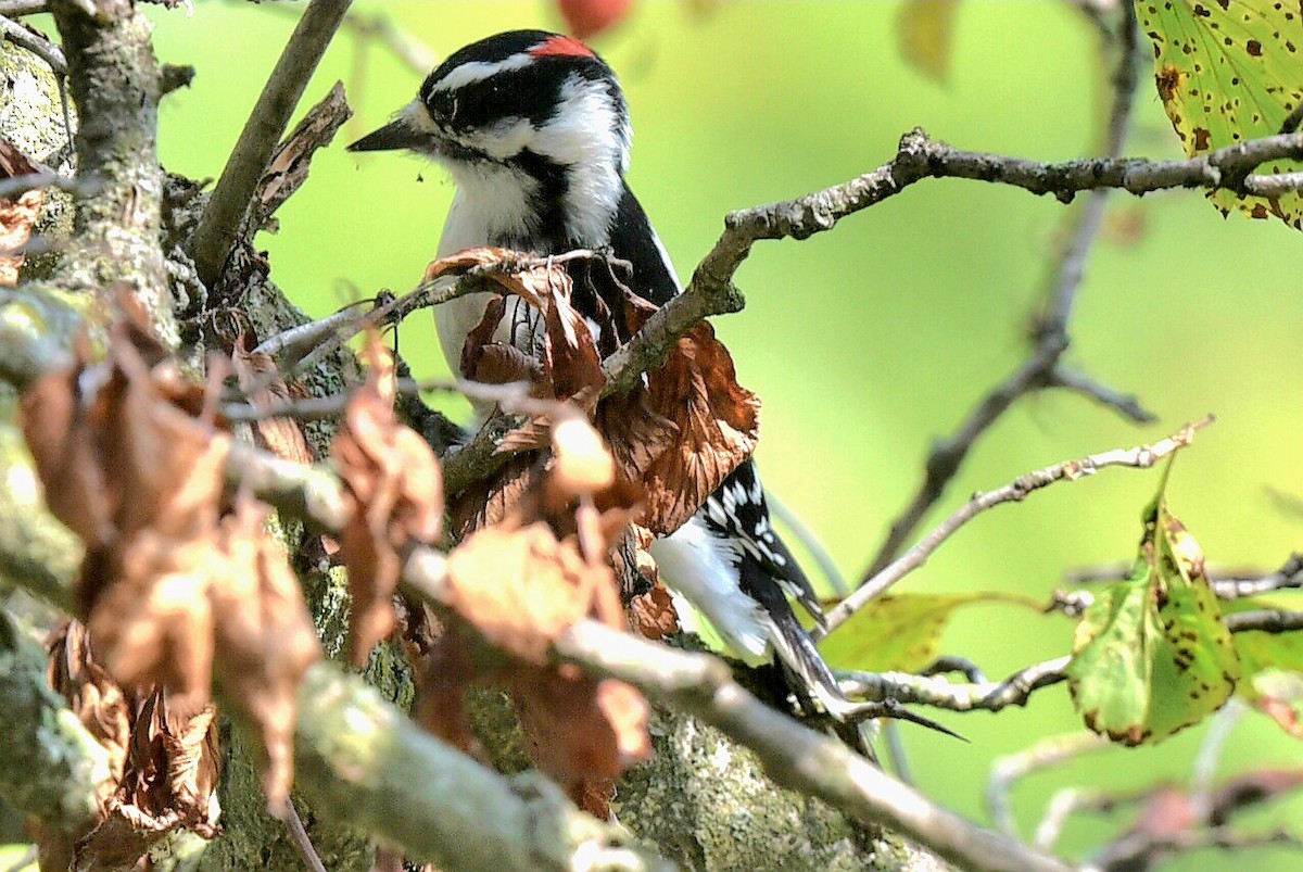 Downy Woodpecker - ML642341239