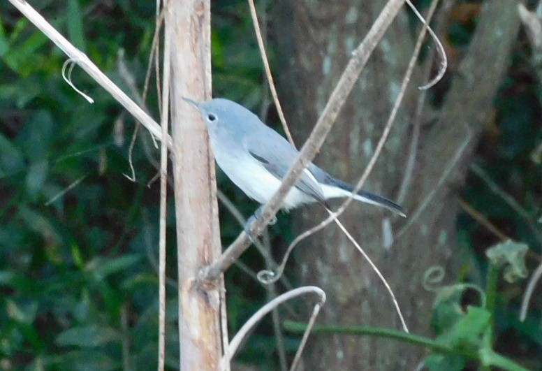 Blue-gray Gnatcatcher - ML642341241