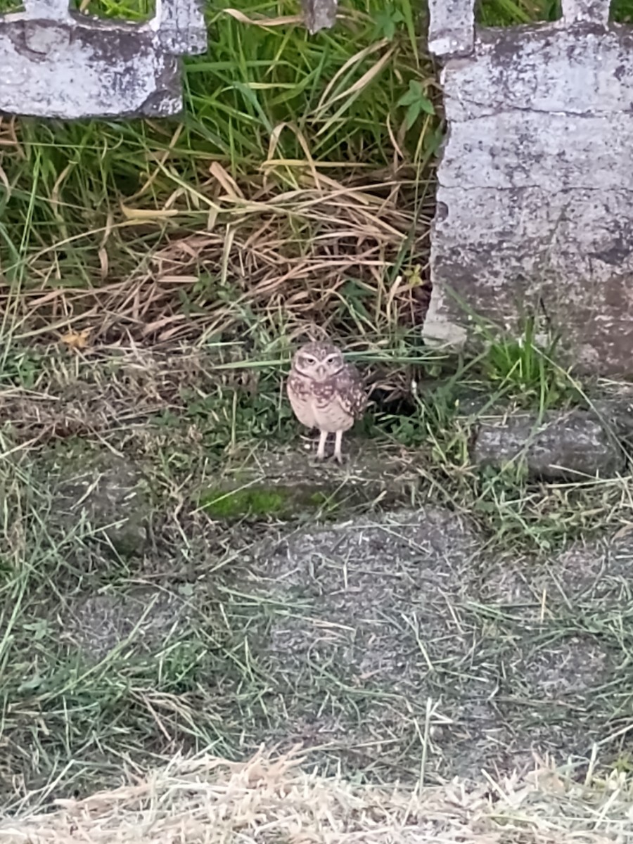 Burrowing Owl - ML642341242