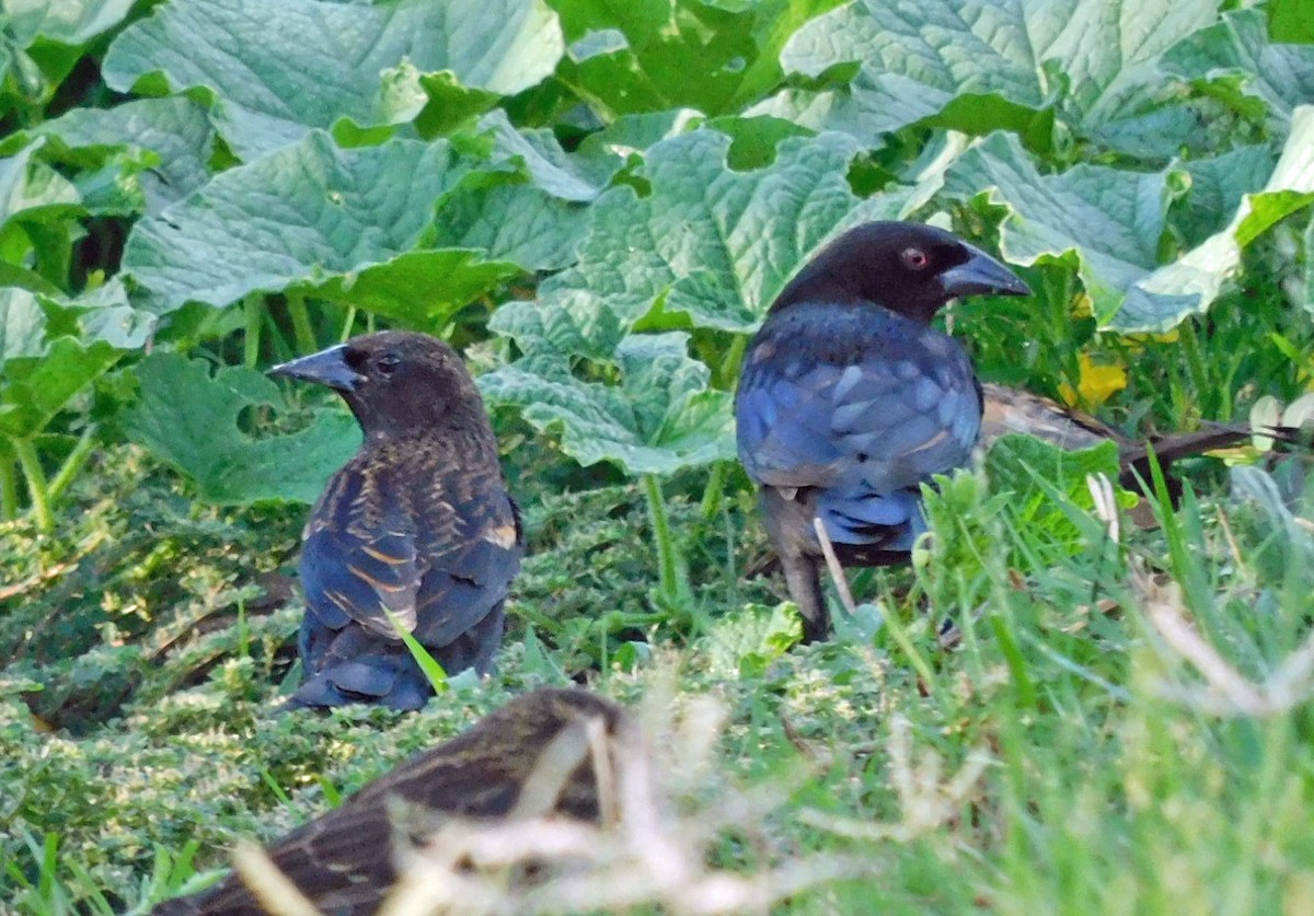 Bronzed Cowbird - ML642341249