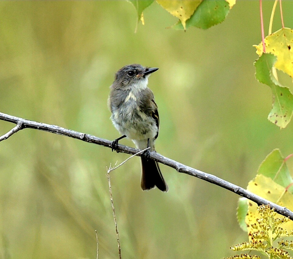 Eastern Phoebe - ML642341261