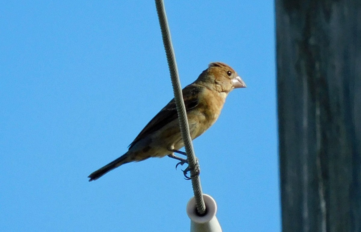 Blue Grosbeak - ML642341292