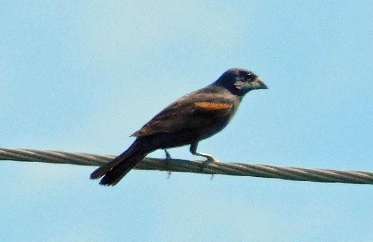 Blue Grosbeak - ML642341293